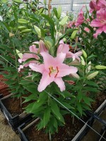 [5334 Lancaster VH No01.JPG]